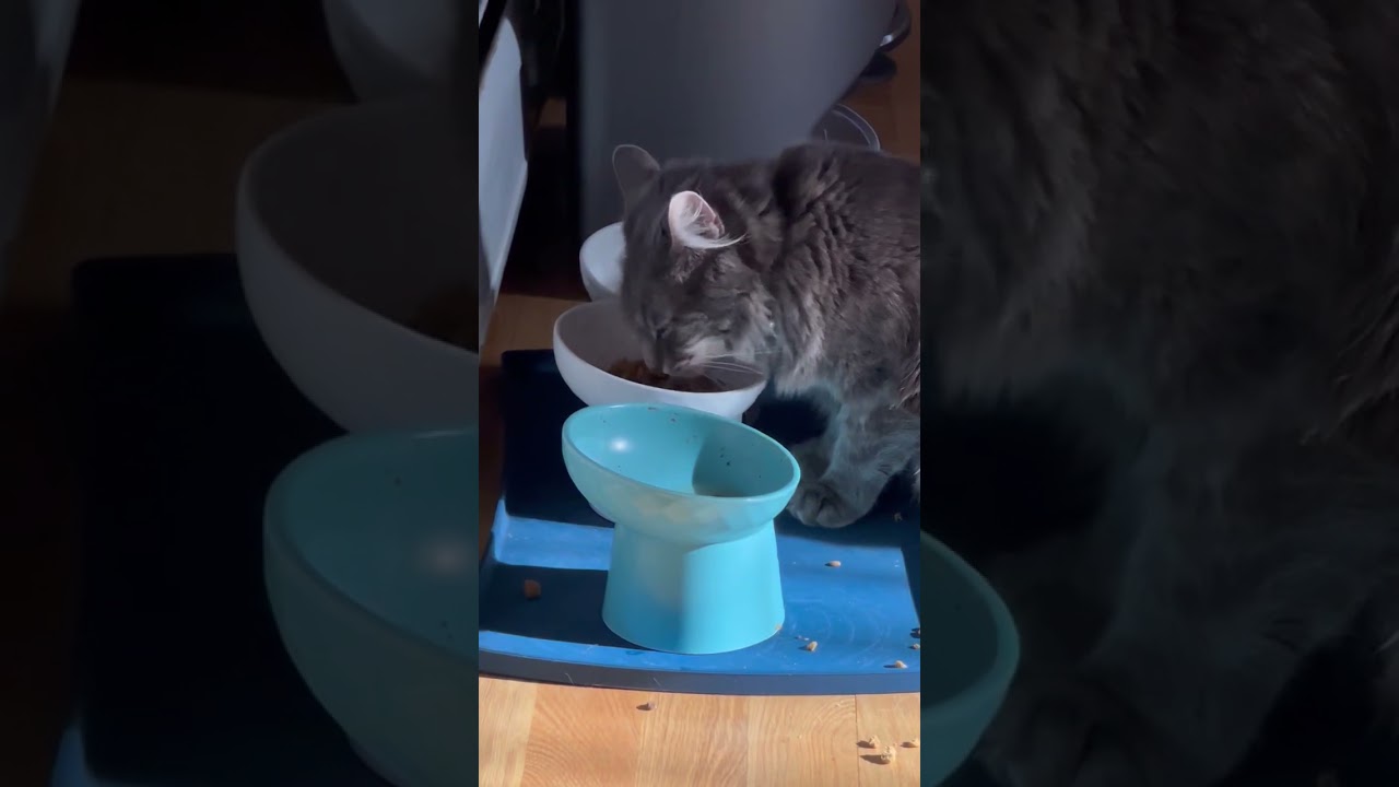 Cute Kitty Roo Having a nice snack