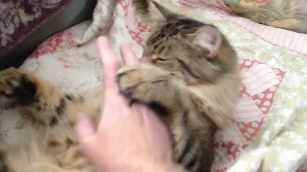 Newman the Maine Coon playing with his big paws