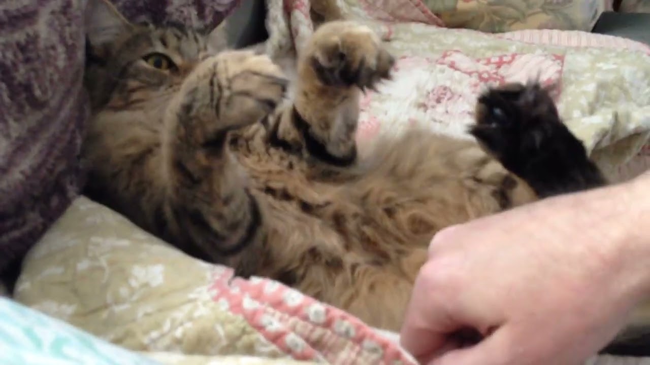 Newman The Maine Coon having fun playing